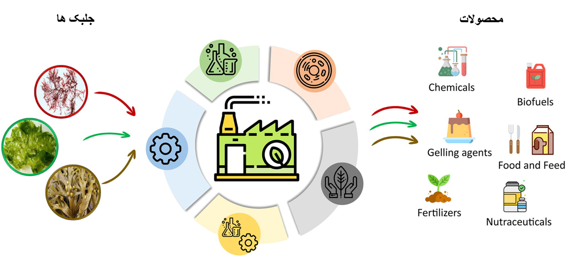 کاربردهای تجاری جلبک دریایی